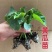 荷兰小黄瓜苗蔬菜苗水果小黄瓜苗荷兰小黄瓜嫁接苗包回收
