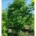 10年紫叶稠李，花楸树出售
