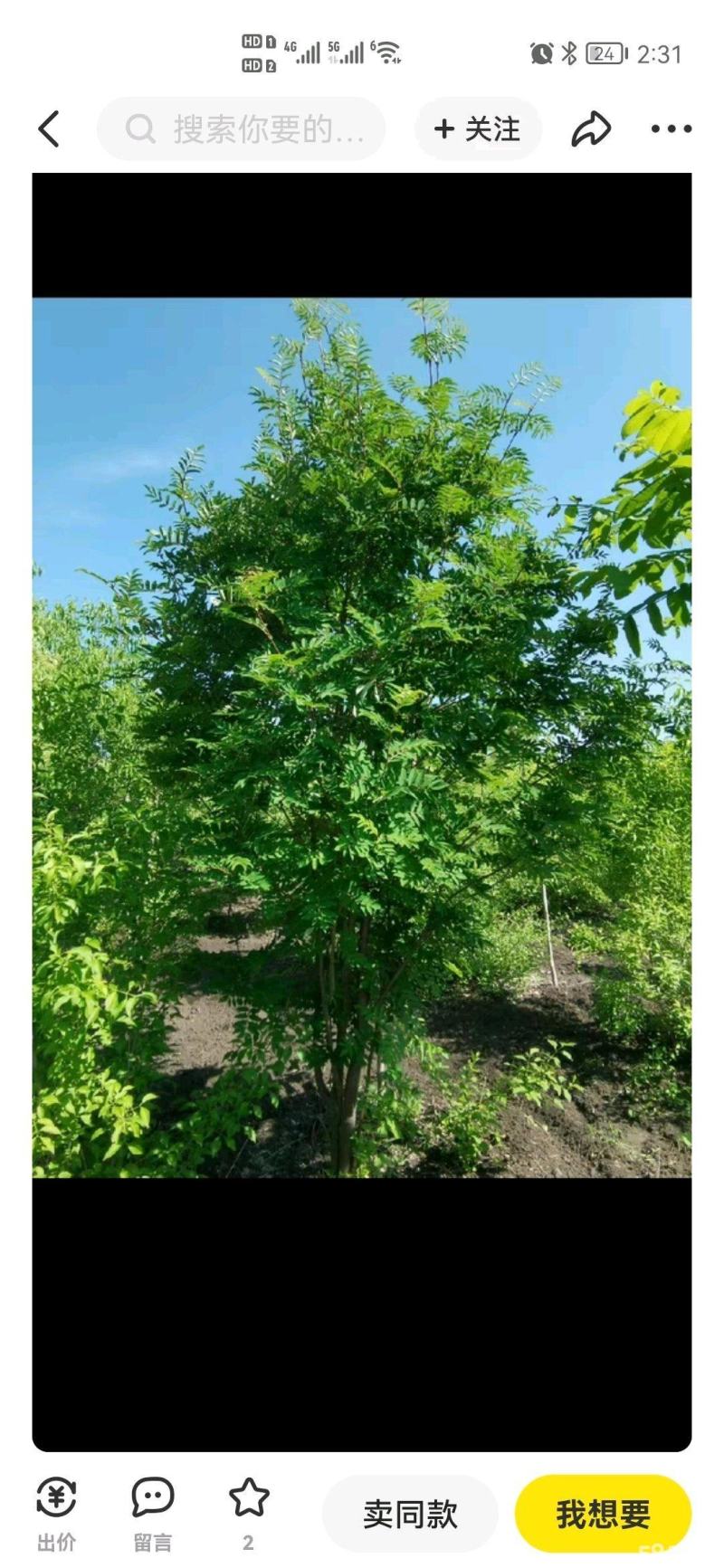 10年紫叶稠李，花楸树出售