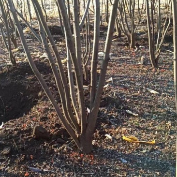 10年紫叶稠李，花楸树出售