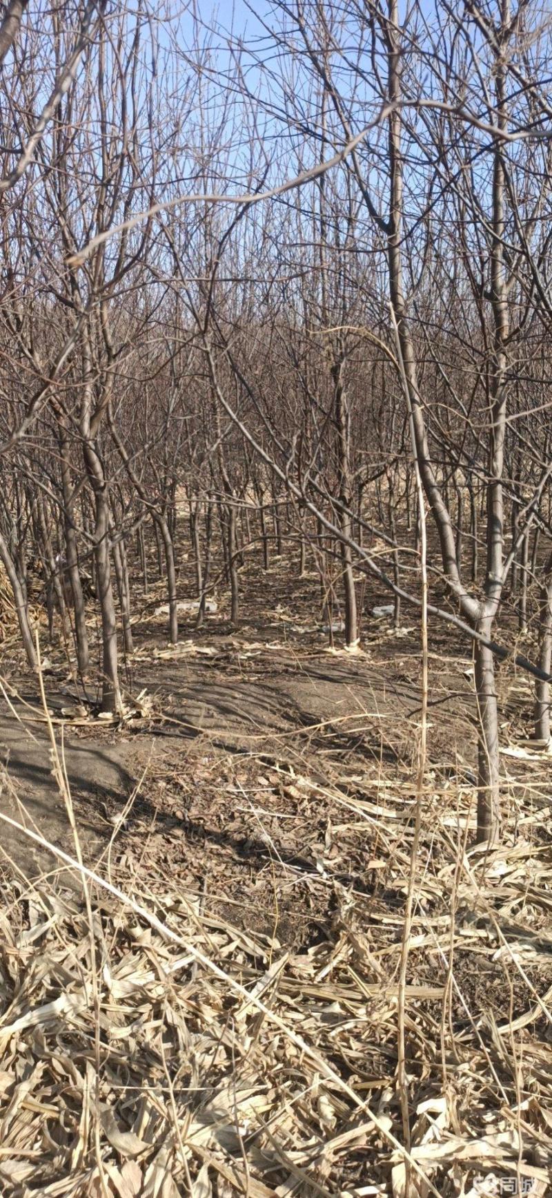 10年紫叶稠李，花楸树出售