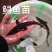 鲟鱼苗尖嘴鲟西杂鲟鲟龙鱼免费提供技术和书面资料