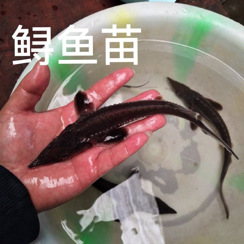 鲟鱼苗尖嘴鲟西杂鲟鲟龙鱼免费提供技术和书面资料