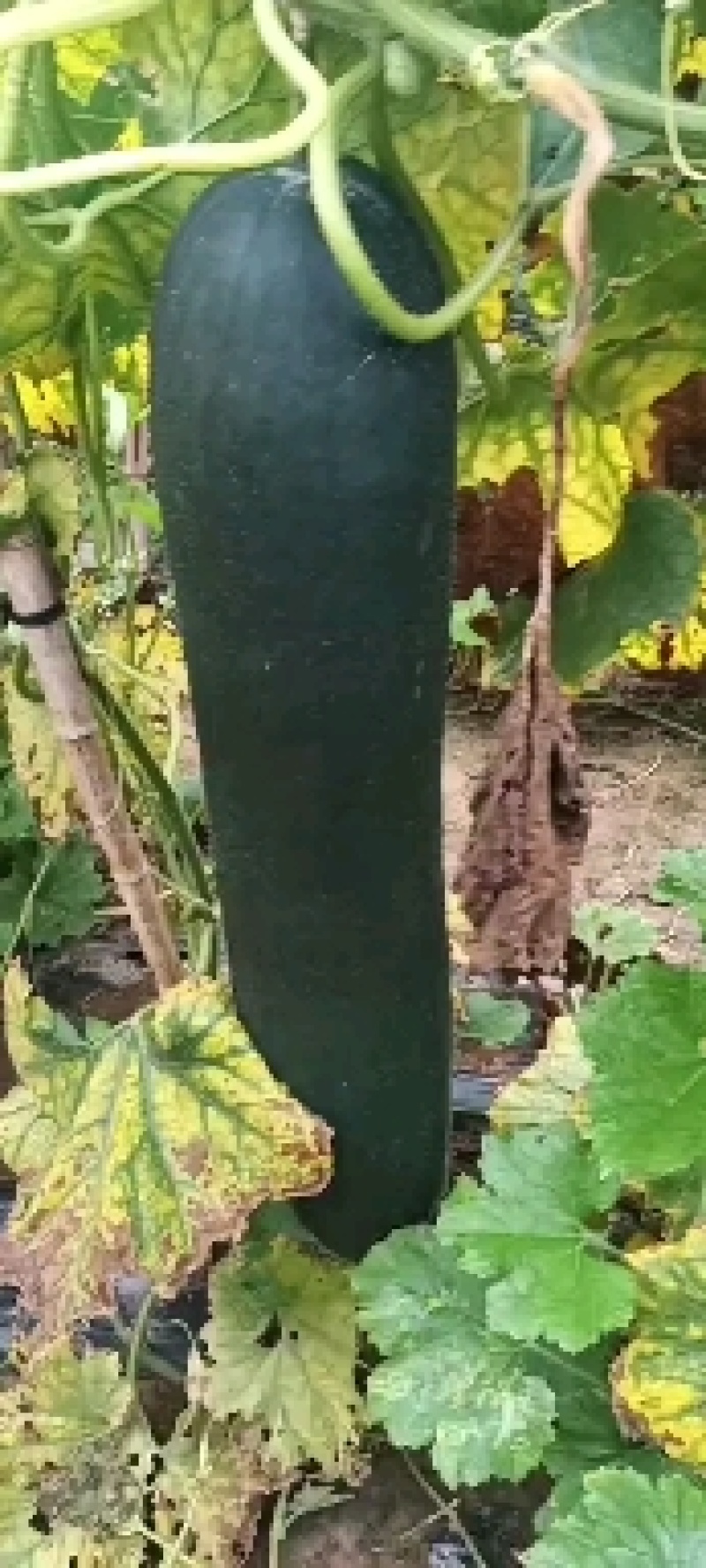 冬瓜吊冬瓜地冬瓜地爬冬瓜黑皮冬瓜