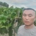 冬瓜吊冬瓜地冬瓜地爬冬瓜黑皮冬瓜