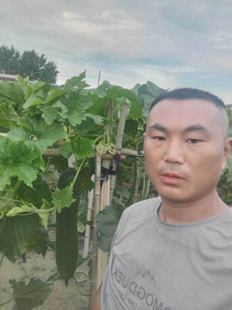 冬瓜吊冬瓜地冬瓜地爬冬瓜黑皮冬瓜