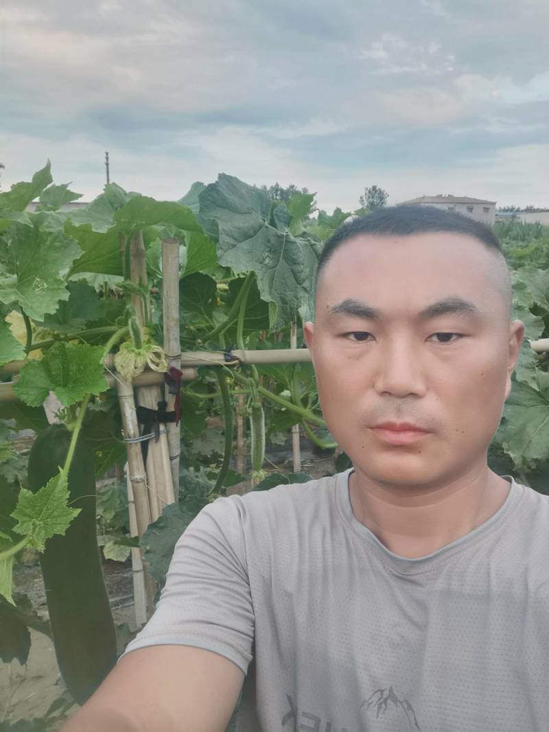 冬瓜吊冬瓜地冬瓜地爬冬瓜黑皮冬瓜