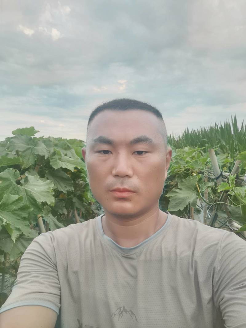 冬瓜吊冬瓜地冬瓜地爬冬瓜黑皮冬瓜