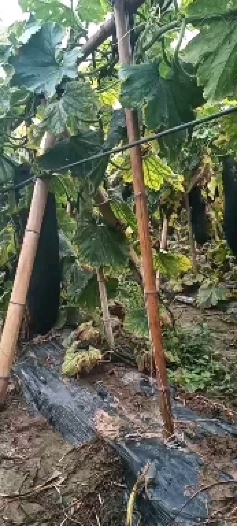 冬瓜吊冬瓜地冬瓜地爬冬瓜黑皮冬瓜