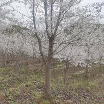 【甄选】贵州14公分早樱长期优质供应绿化苗木