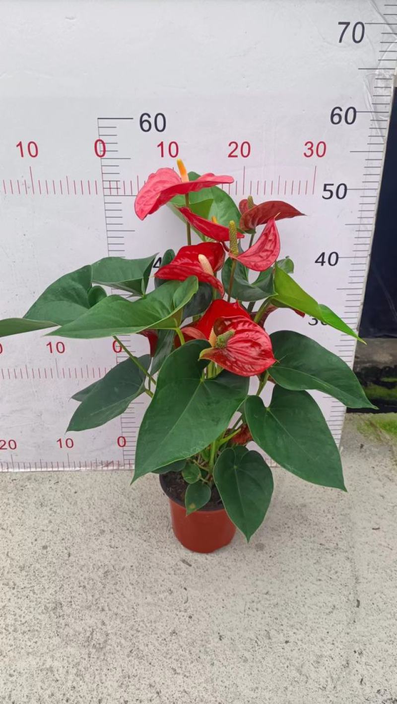 红掌（广东）产地自产室内大型红货盆栽花色鲜艳叶片绿莹清透