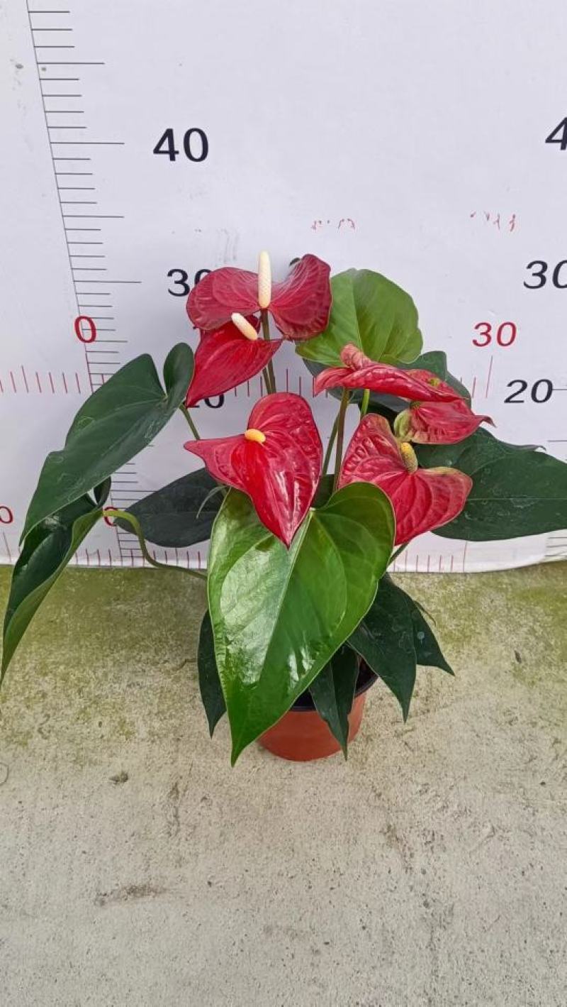 红掌（广东）产地自产室内大型红货盆栽花色鲜艳叶片绿莹清透