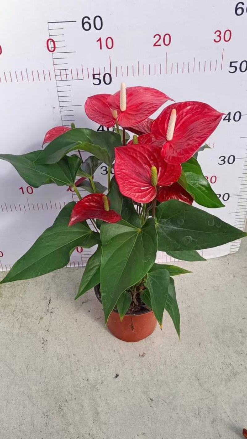 红掌（广东）产地自产室内大型红货盆栽花色鲜艳叶片绿莹清透