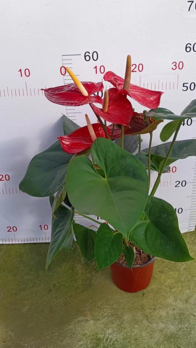 红掌（广东）产地自产室内大型红货盆栽花色鲜艳叶片绿莹清透