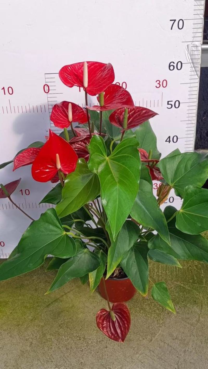 红掌（广东）产地自产室内大型红货盆栽花色鲜艳叶片绿莹清透