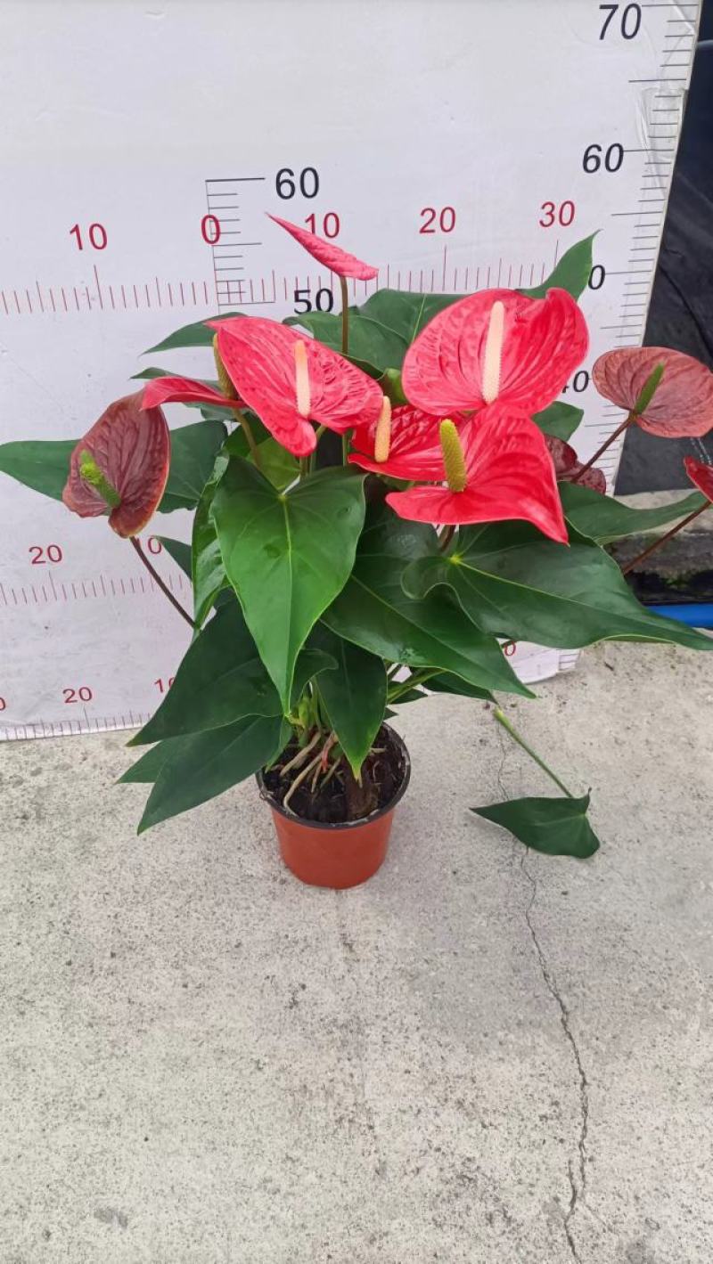红掌（广东）产地自产室内大型红货盆栽花色鲜艳叶片绿莹清透
