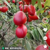 乐亭油桃，毛桃大量上市。需要的采购商提前预订。