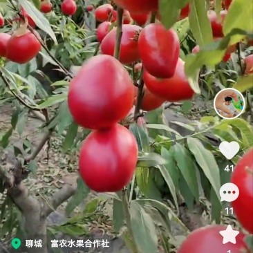 乐亭油桃，毛桃大量上市。需要的采购商提前预订。