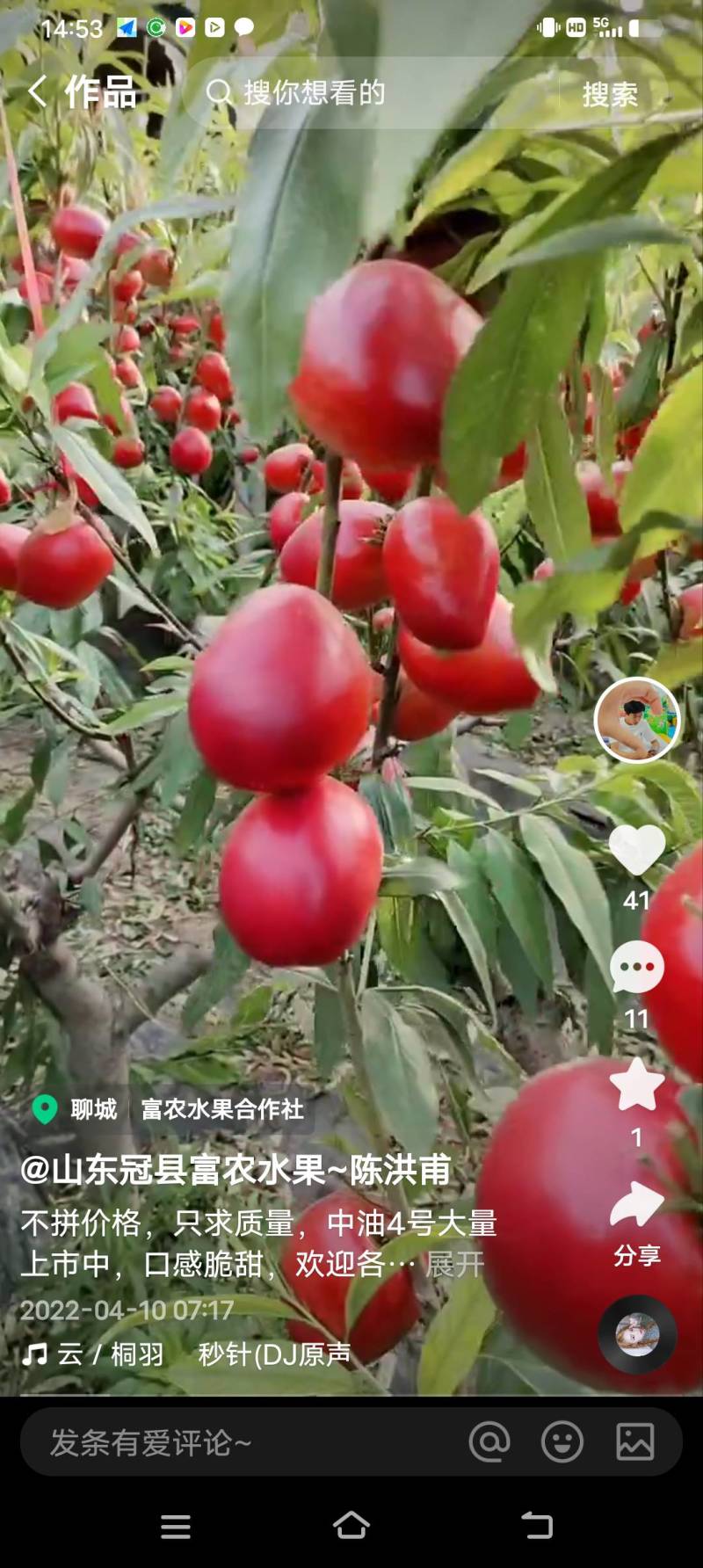 乐亭油桃，毛桃大量上市。需要的采购商提前预订。