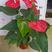 红掌（广东）产地自产室内大型红货盆栽花色鲜艳叶片绿莹清透