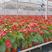 红掌（广东）产地自产室内大型红货盆栽花色鲜艳叶片绿莹清透