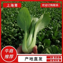 【精品】上海青青梗小油菜改良金品28货源充全国发货