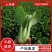 【精品】上海青青梗小油菜改良金品28货源充全国发货