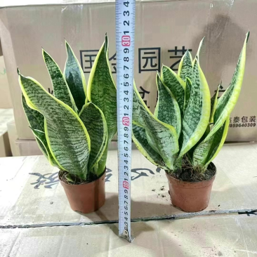 110虎皮兰，各种型号应有尽有欢迎联系