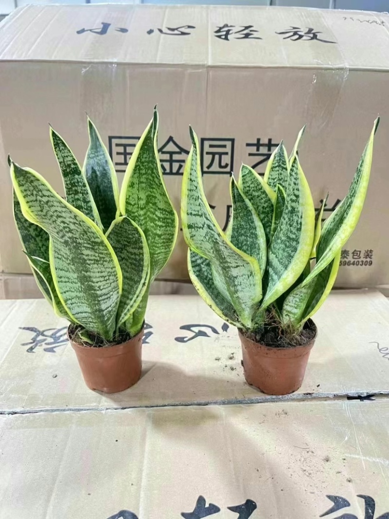 110虎皮兰，各种型号应有尽有欢迎联系