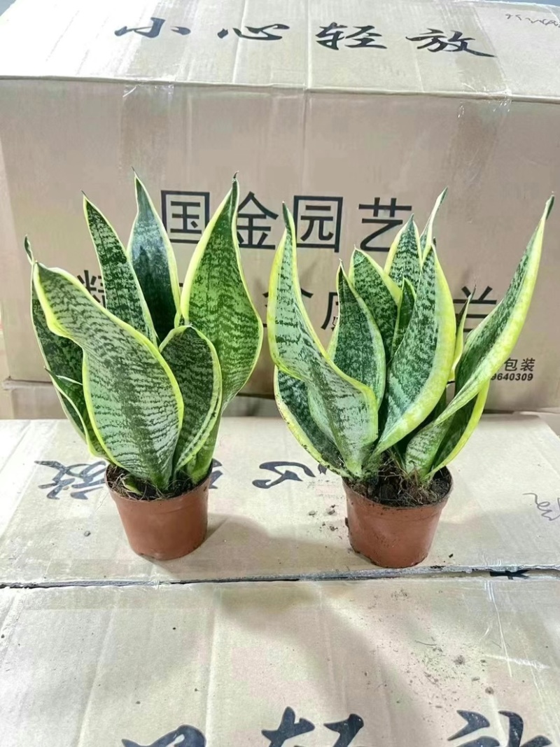 110虎皮兰，各种型号应有尽有欢迎联系