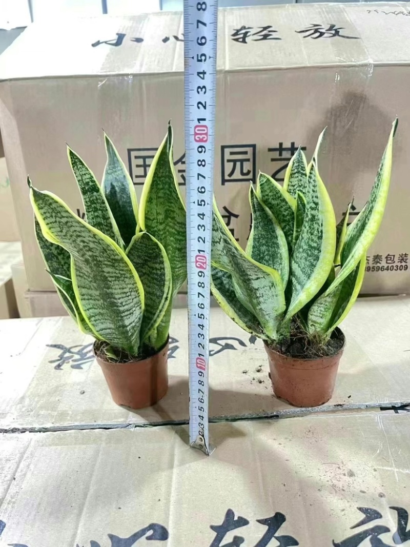 110虎皮兰，各种型号应有尽有欢迎联系
