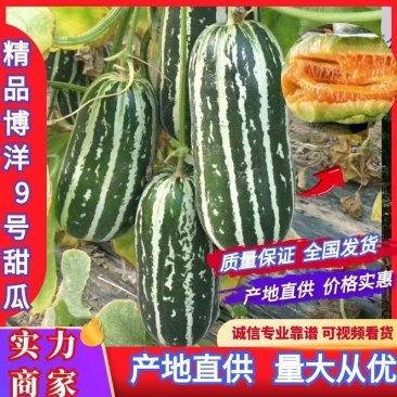精品博甜瓜博洋9号大量上市中规格齐全脆甜多汁量大从优