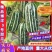 精品博甜瓜博洋9号大量上市中规格齐全脆甜多汁量大从优