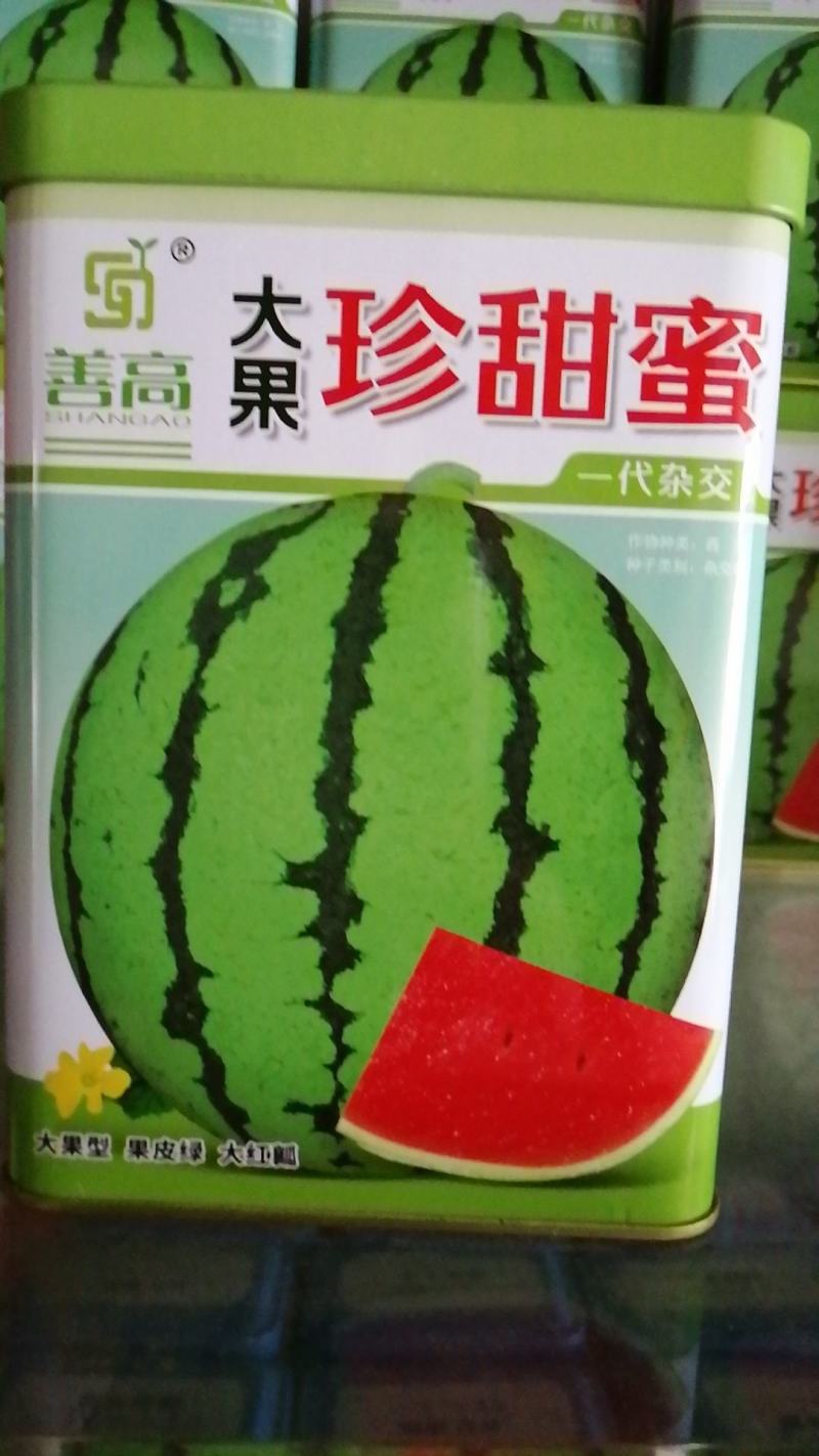大果珍甜蜜西瓜，一代杂交，大果型果皮绿大红瓤肉质紧密甜脆