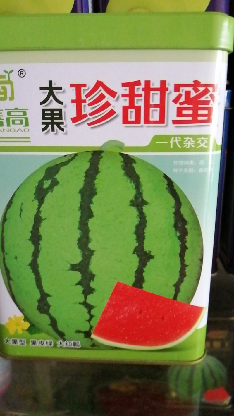 大果珍甜蜜西瓜，一代杂交，大果型果皮绿大红瓤肉质紧密甜脆