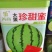 大果珍甜蜜西瓜，一代杂交，大果型果皮绿大红瓤肉质紧密甜脆