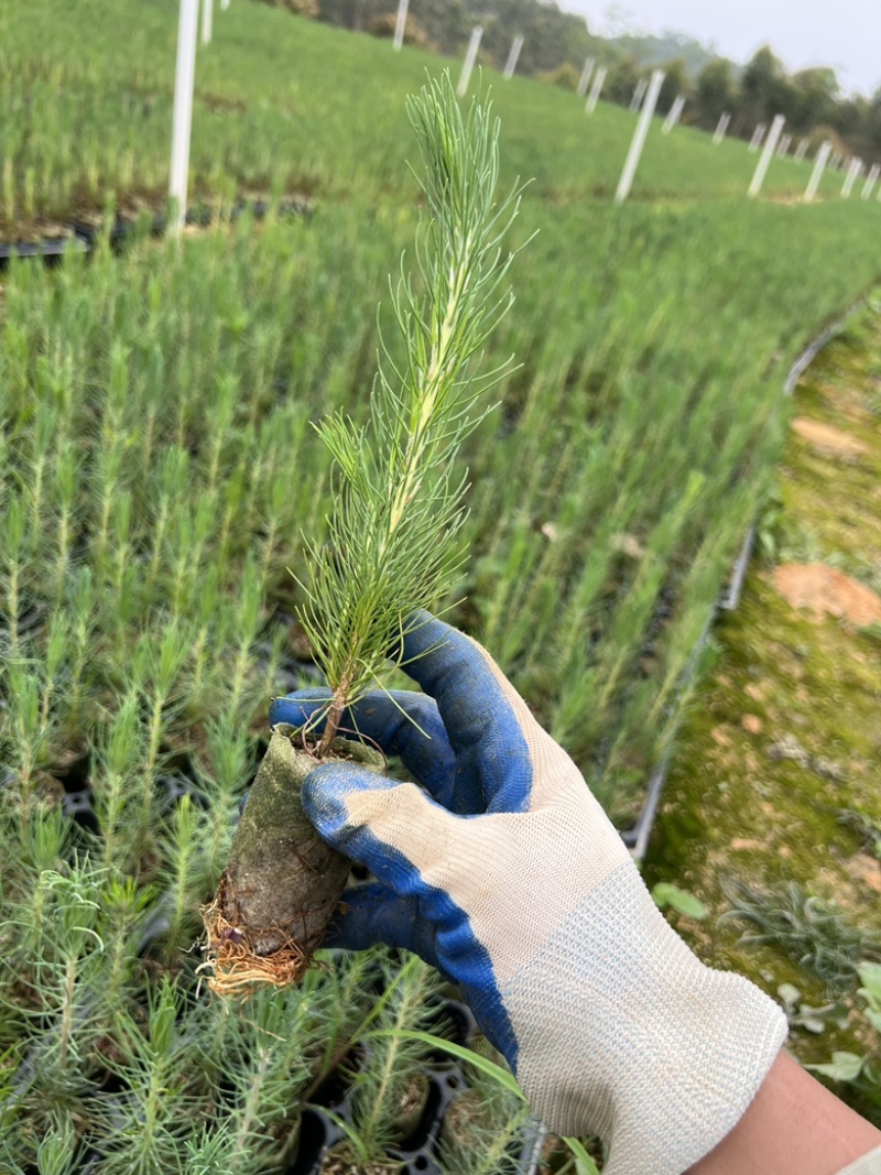 湿地松轻基质杯苗15公分左右，大量现货。