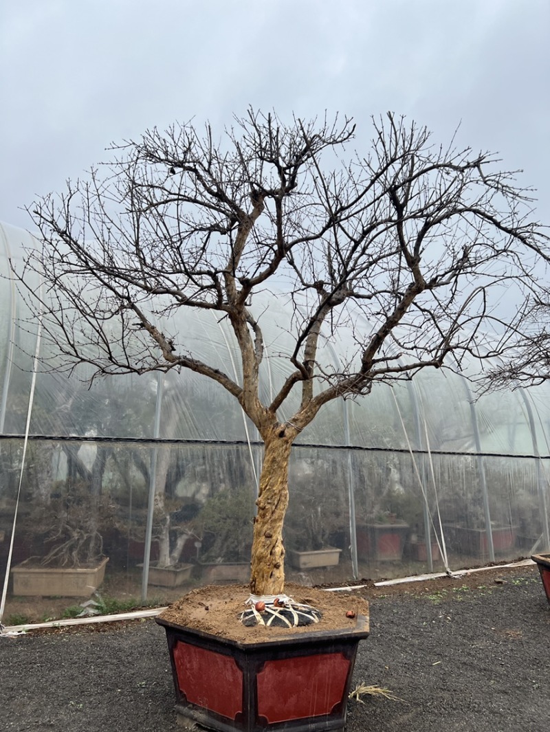 【热卖】山东枣庄石榴树盆栽，石榴树园林景观造型苗圃直发