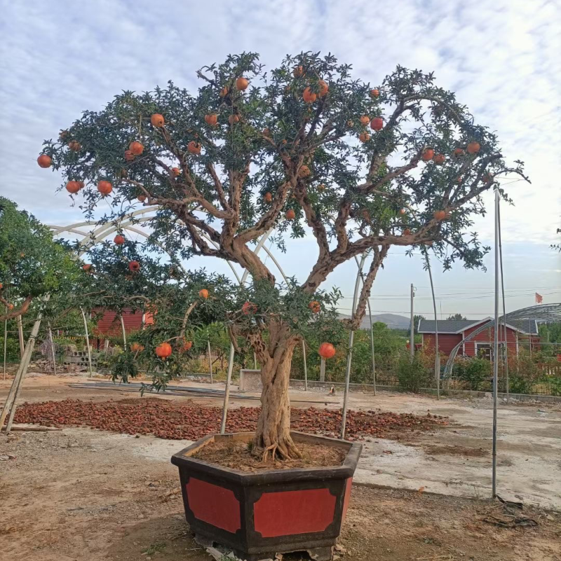 【热卖】山东枣庄石榴树盆栽，石榴树园林景观造型苗圃直发