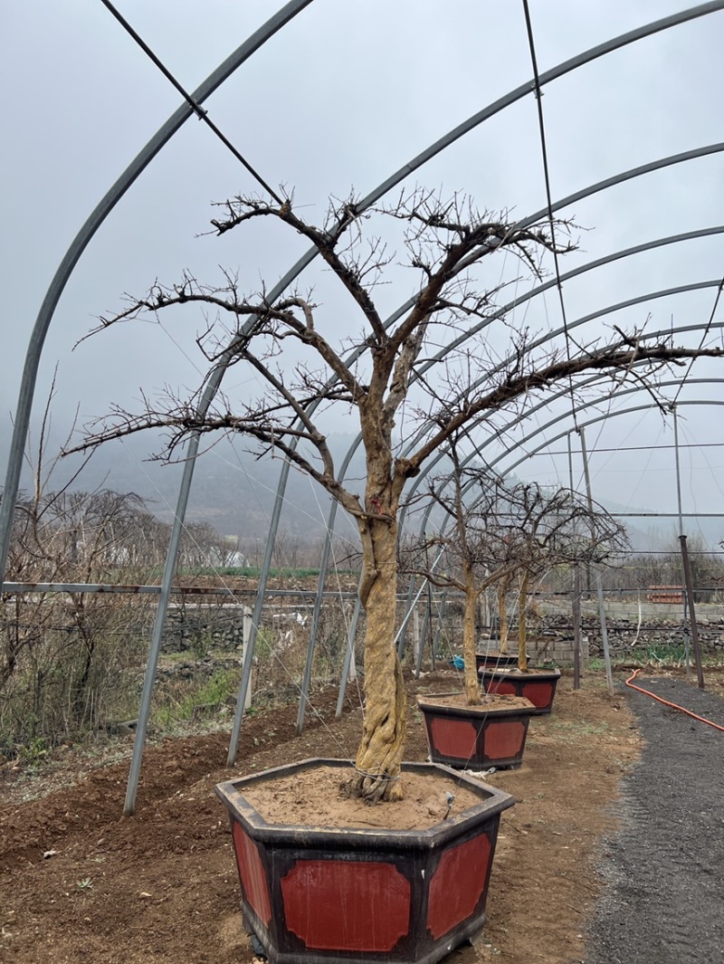 【热卖】山东枣庄石榴树盆栽，石榴树园林景观造型苗圃直发