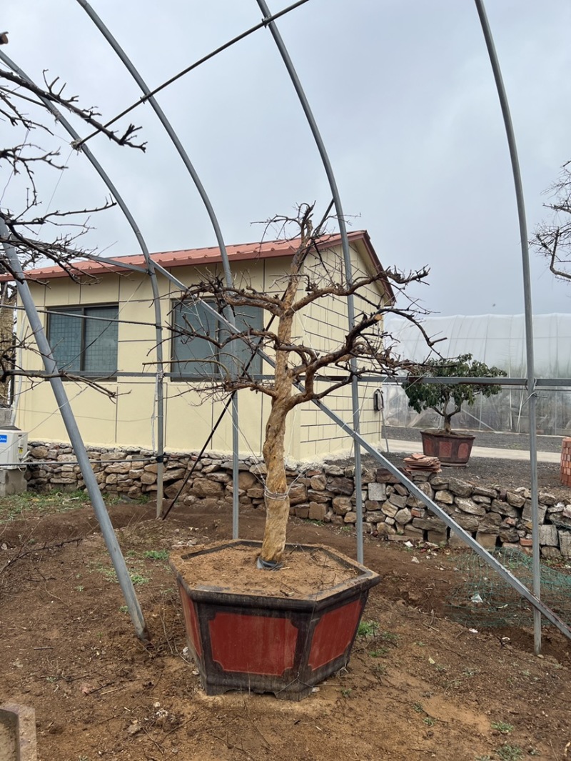【热卖】山东枣庄石榴树盆栽，石榴树园林景观造型苗圃直发