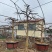 【热卖】山东枣庄石榴树盆栽，石榴树园林景观造型苗圃直发