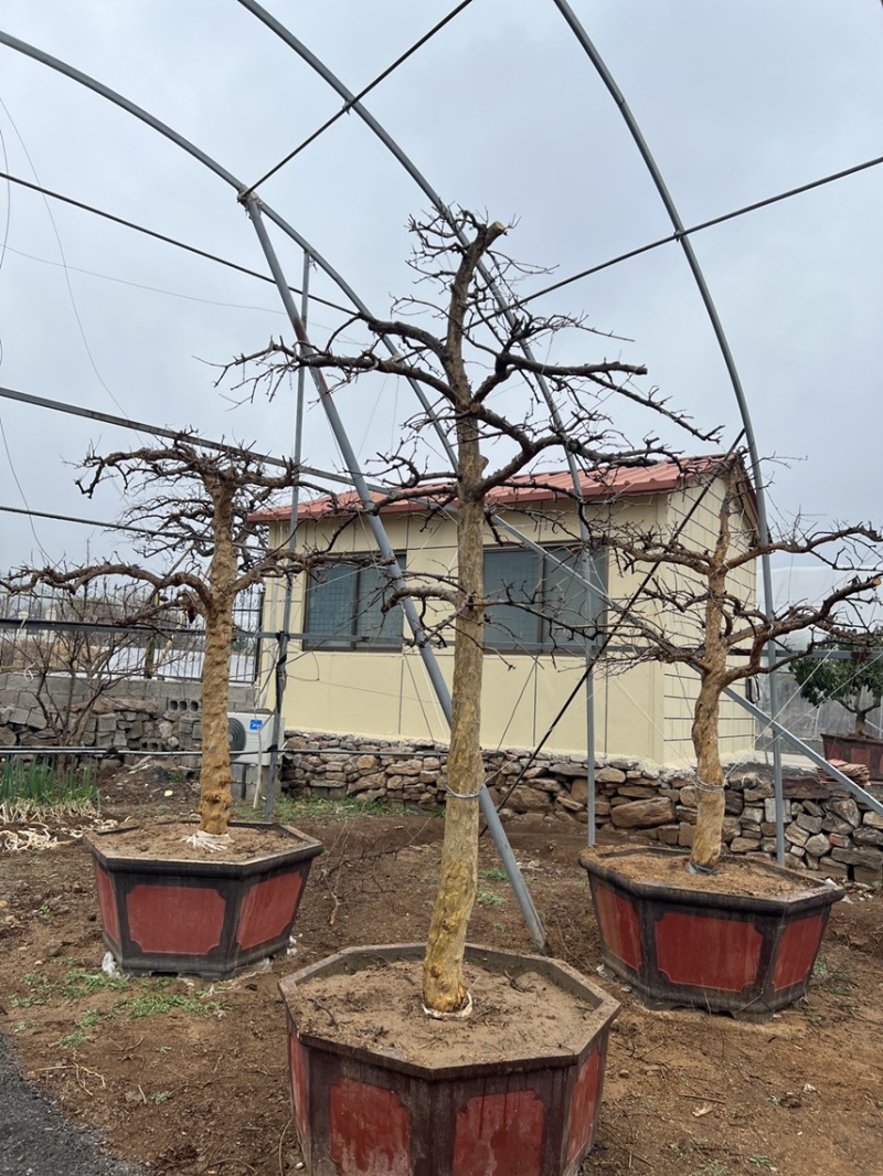 【热卖】山东枣庄石榴树盆栽，石榴树园林景观造型苗圃直发