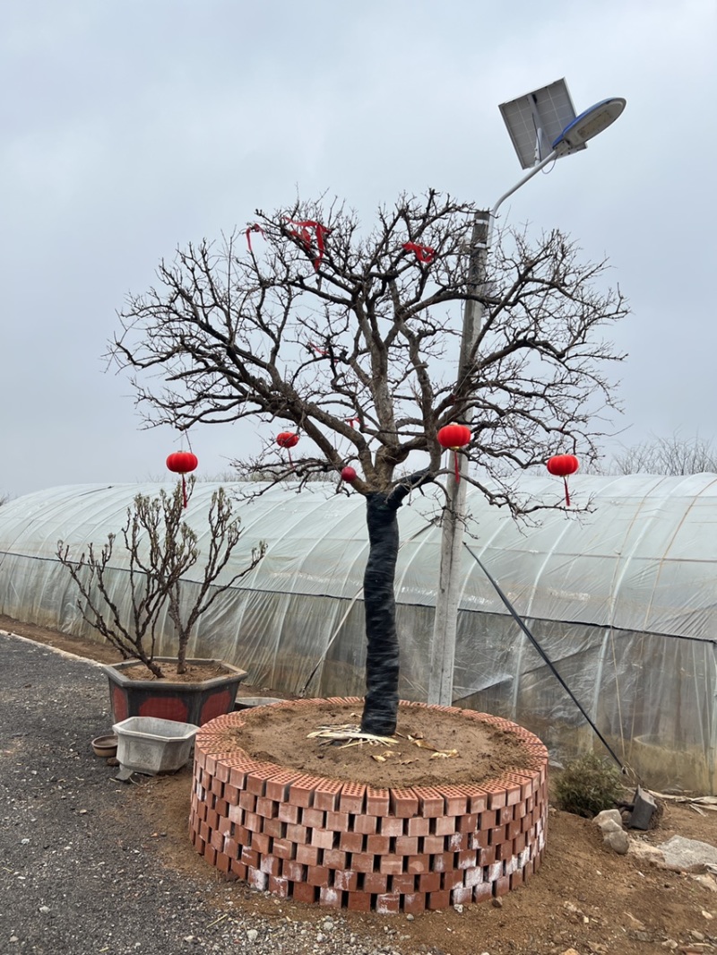 【热卖】山东枣庄石榴树盆栽，石榴树园林景观造型苗圃直发