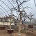 【热卖】山东枣庄石榴树盆栽，石榴树园林景观造型苗圃直发