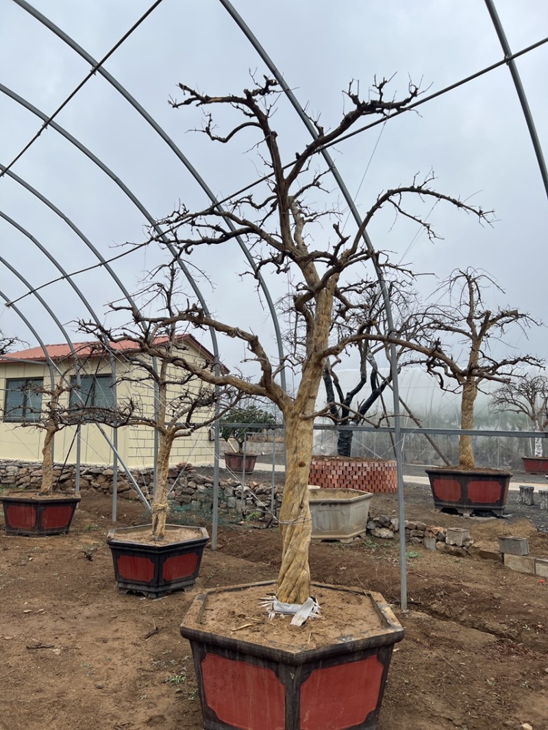 【热卖】山东枣庄石榴树盆栽，石榴树园林景观造型苗圃直发