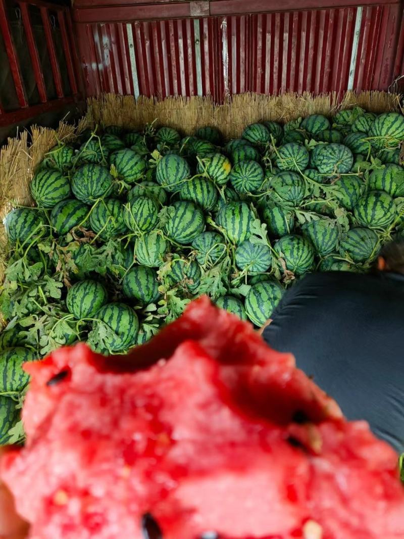 有籽美都，东台西瓜，8424西瓜规格齐全致电优惠
