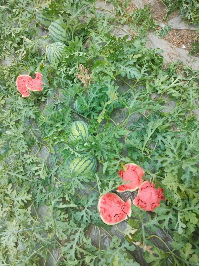 有籽美都，东台西瓜，8424西瓜规格齐全致电优惠