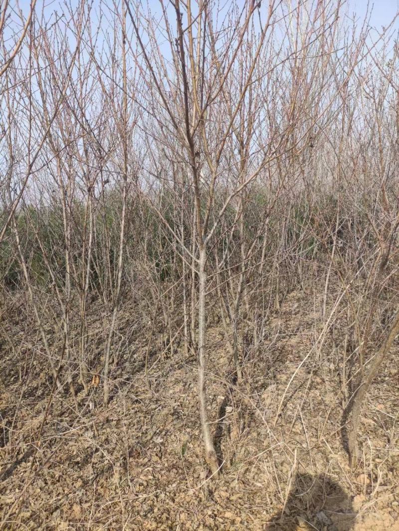 桃树