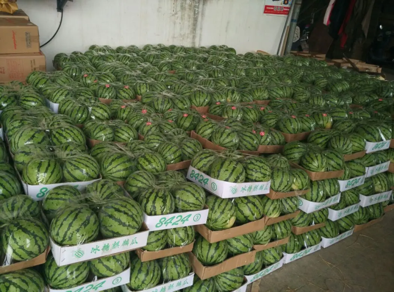 东台市8424西瓜精品大红瓤黑籽，糖度高品质保障欢迎下单